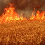 wheat crop fire in india