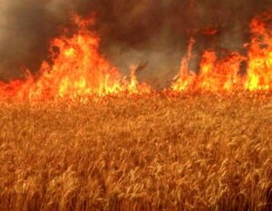 wheat crop fire in india