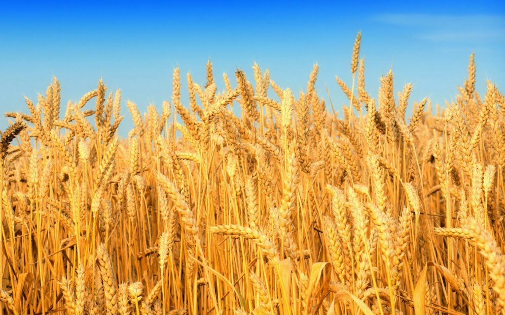 wheat-images