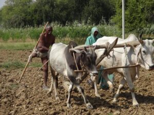 bad condition of india farmer