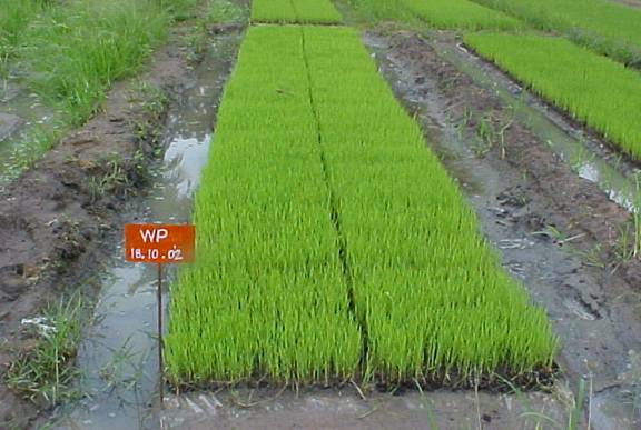 धान उत्पादन की श्री(SRI) पद्धति : चावल उत्पादन दोगुना करने का पक्का तरीका