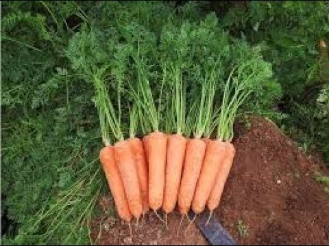 गाजर उत्पादन तकनीक