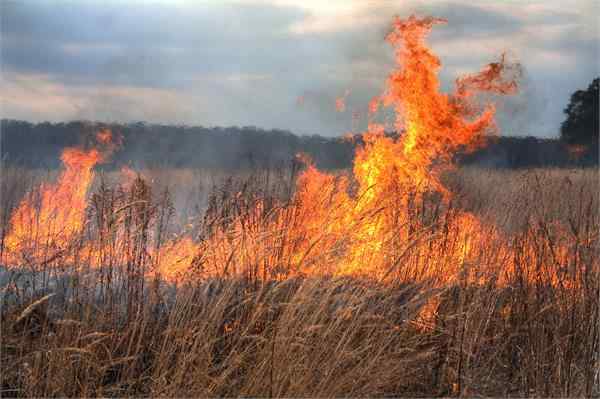 होशंगाबाद में खेतो में लगी आग में झुलसे पीड़ितों से मिले शिवराज, मुआवजे की मांग उठाई