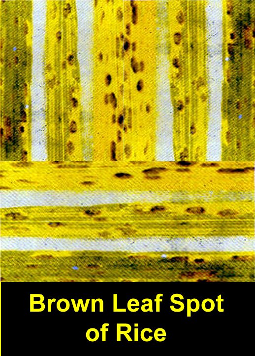Brown Leaf Spot Rice