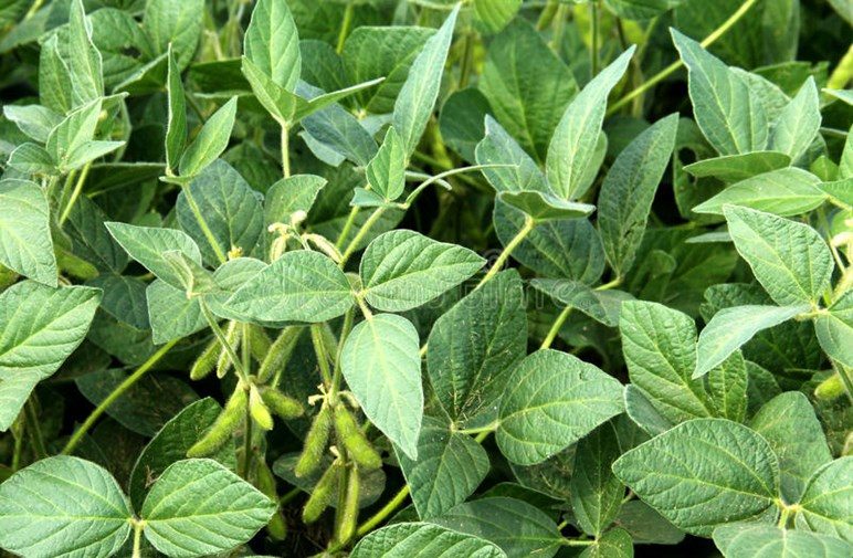 सोयाबीन कृषकों के लिए उपयोगी सलाह Advisory for Soybean Farmers