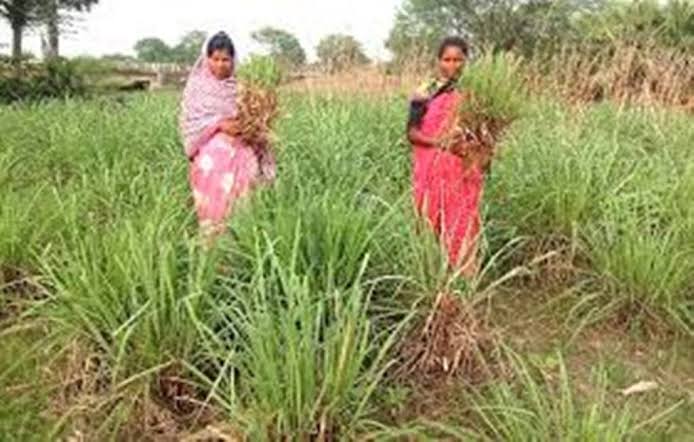 लेमन ग्रास की खेती कैसे करते हैं | Lemon Grass Farming in Hindi | जराकुश (निम्बू घास) के फायदें